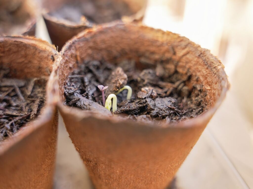 Petites Garrigues pousses de capucines semées dans un pot écologique