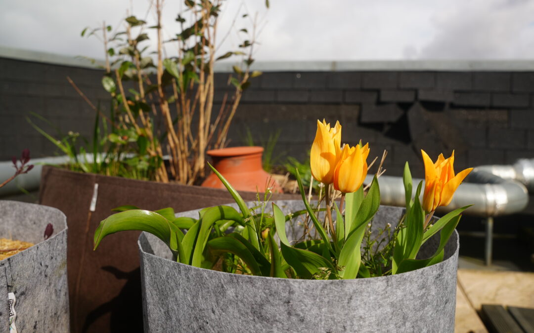 Ma philosophie du jardin naturel, au coeur de mon travail