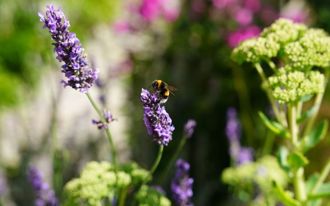 Comment bien choisir ses plantes pour protéger la biodiversité sur son balcon